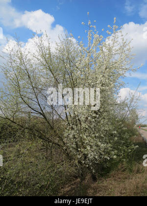 Il "Prunus avium", noto anche come ciliegia dolce, è una specie di pianta in fiore della famiglia delle rose. Questa voce mette in evidenza le sue caratteristiche botaniche, le abitudini di crescita e il significato ambientale. Foto Stock