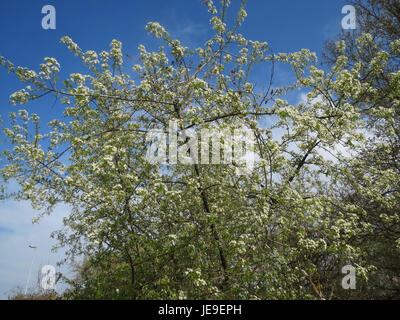 L'immagine del 27 marzo 2014 presenta Prunus avium, comunemente noto come ciliegio selvatico o ciliegio dolce, una specie di ciliegio conosciuta per i suoi frutti commestibili e la fioritura stagionale. Foto Stock