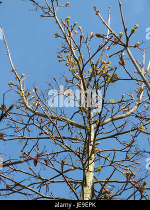 Questa immagine, scattata il 27 marzo 2014, mostra un albero di platanoidi Acer, comunemente noto come acero norvegese. L'albero è originario dell'Europa e si trova spesso nelle aree urbane per la sua ombra e le sue qualità ornamentali. Foto Stock
