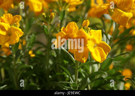 L'immagine mostra Erysimum cheiri, comunemente noto come wallflower o Goldlack, una pianta in fiore originaria dell'Europa, fotografata ad Heidelberg il 29 marzo 2014. La pianta è conosciuta per i suoi vibranti fiori gialli. Foto Stock