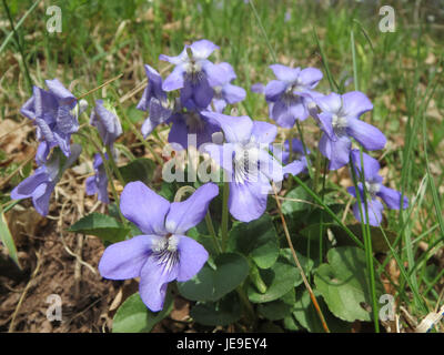 Viola riviniana, comunemente nota come viola di legno, è una pianta perenne che si trova nei boschi e nei bordi forestali di tutta Europa. È conosciuta per i suoi fiori viola e le foglie a forma di cuore. Foto Stock