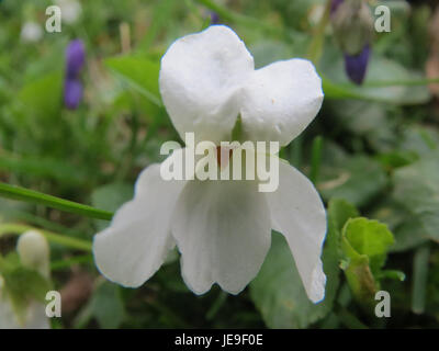 Viola odorata, comunemente nota come la viola dolce, è una piccola pianta perenne riconosciuta per i suoi profumati fiori viola e la presenza diffusa nei giardini e nei prati. Foto Stock