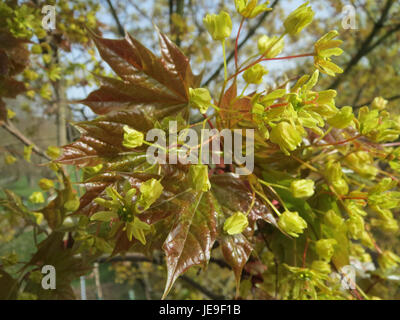 Una foto di Acer platanoides, comunemente noto come acero di Norvegia, che mostra le sue distinte foglie lobate e le caratteristiche di crescita prominenti dell'albero. Foto Stock