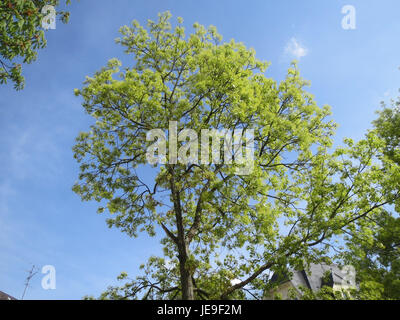 Acer platanoides, comunemente noto come acero di Norvegia, è una specie di albero deciduo originario dell'Europa e di parti dell'Asia, apprezzato per la sua ombra e l'uso ornamentale. Foto Stock