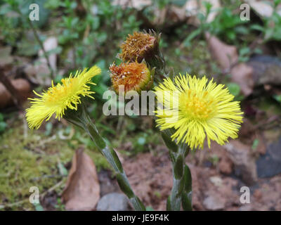 Il 2 aprile 2014 è stato osservato il Tussilago farfara, comunemente noto come coltsfoot. Nota per i suoi fiori gialli brillanti, questa pianta primaverile è utilizzata nella medicina tradizionale per problemi respiratori. Foto Stock