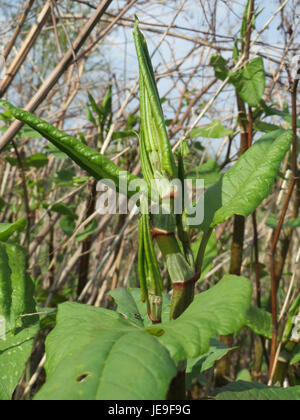 La Fallopia japonica, comunemente nota come knotweed giapponese, è una specie di piante invasiva originaria dell'Asia orientale. È conosciuta per la sua rapida crescita, le grandi foglie a forma di cuore e i grappoli di fiori bianchi. Questa pianta può causare danni alle infrastrutture e agli ecosistemi nativi a causa della sua vigorosa crescita. Foto Stock