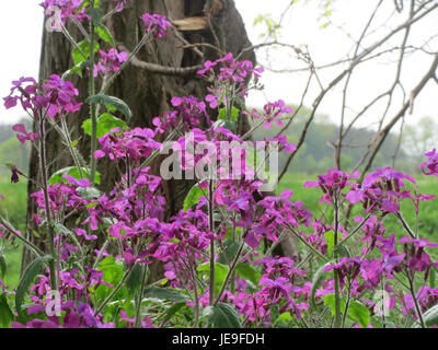 La Lunaria annua, comunemente nota come pianta annuale Honesty o pianta del dollaro d'argento, è una pianta in fiore nota per i suoi baccelli sementari traslucidi a forma di disco. È spesso coltivata per scopi ornamentali nei giardini. Foto Stock