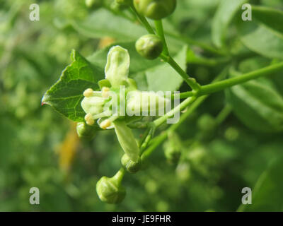 Una fotografia di Euonymus europaeus, noto anche come albero del fuso, con i suoi frutti rossi e le foglie verdi. Questa specie si trova nei climi temperati in Europa e in Asia. Foto Stock