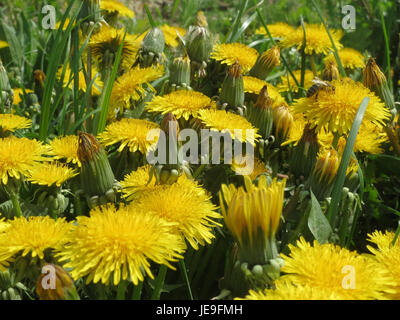 Scattata il 10 aprile 2014, questa fotografia raffigura un campo di Löwenzahn (dandelioni) a Hockenheim, Germania. L'immagine mostra i vivaci fiori gialli su uno sfondo naturale. Foto Stock
