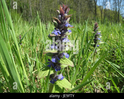 *Ajuga reptans*, noto anche come erba bugleweed, è una pianta erbacea perenne a bassa crescita. Viene utilizzato nei giardini per la copertura del terreno e produce punte di fiori blu in primavera. Foto Stock