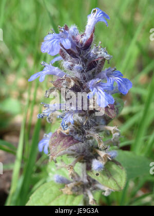 Ajuga reptans, comunemente nota come alghe, è una pianta in fiore originaria dell'Europa, nota per la sua natura a bassa crescita e i vivaci fiori blu o viola. È spesso usato come copertura del terreno nei giardini e nei giardini a causa della sua durezza e del fogliame attraente. Foto Stock