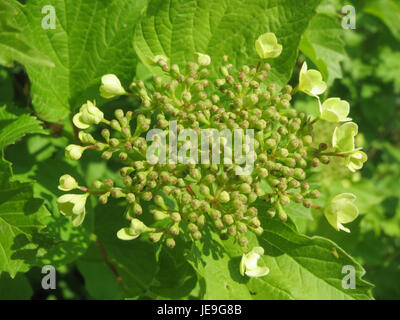 Questa immagine raffigura il Viburnum opulus, comunemente noto come la rosa guelder, scattata il 20 aprile 2014. La foto mostra i fiori bianchi della pianta e le bacche distintive, presenti nelle regioni temperate dell'Europa e dell'Asia. Foto Stock