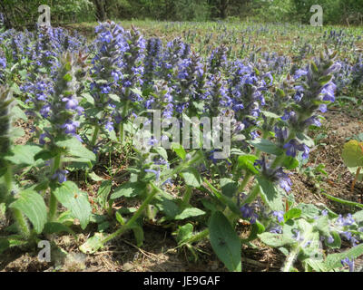 Una fotografia scattata il 21 aprile 2014, che mostra i rettani di Ajuga, comunemente noti come Bugleweed, una pianta in fiore della famiglia della menta. Conosciuta per i suoi vibranti fiori blu, questa pianta è utilizzata per la copertura del terreno e per il paesaggio. Foto Stock