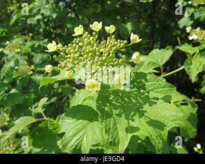 L'immagine raffigura Viburnum opulus, comunemente noto come cespuglio europeo di mirtilli rossi. Questa specie vegetale è originaria dell'Europa e dell'Asia e produce fiori bianchi in primavera, seguiti da bacche rosse dalla fine dell'estate all'autunno. È spesso usato nel paesaggio e nella medicina tradizionale. Foto Stock