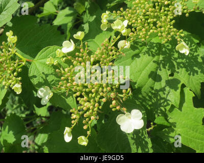 Un'immagine di Viburnum opulus, noto anche come cespuglio europeo di mirtilli rossi, catturata il 23 aprile 2014, che mostra le sue caratteristiche botaniche. Foto Stock