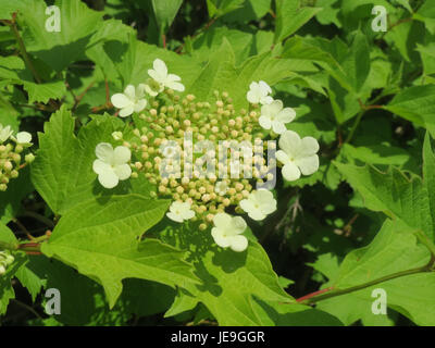 Una fotografia di Viburnum opulus, noto anche come cespuglio europeo di mirtilli rossi, scattata il 25 aprile 2014. L'immagine mette in evidenza i diversi gruppi di fiori bianchi e bacche rosse della pianta. Foto Stock
