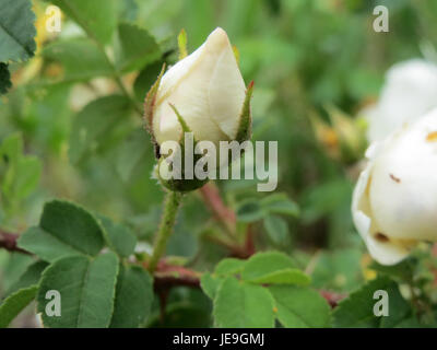 La rosa spinosissima, comunemente nota come rosa di burnet, è una specie di rosa selvatica originaria dell'Europa. È noto per i suoi steli spinosi, i fiori bianchi e l'uso nel giardinaggio ornamentale. Foto Stock