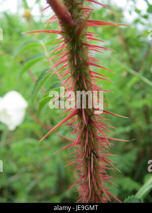 Rosa spinosissima, comunemente nota come Burnet Rose, osservata il 27 aprile 2014. Questa pianta è caratterizzata dai suoi rami spinosi e dai piccoli fiori bianchi. Foto Stock