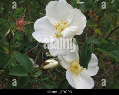 Una fotografia del 28 aprile 2014 di Rosa spinosissima, nota anche come la Rosa Burnet, che mette in evidenza i suoi fiori rossastri e i rami spinosi. Foto Stock