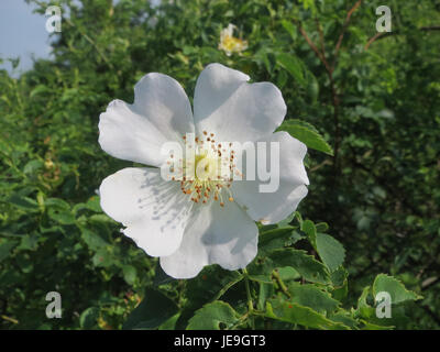 Rosa canina, comunemente nota come rosa canina, è una specie di rosa selvatica originaria dell'Europa, del Nord Africa e dell'Asia occidentale. È riconosciuto per i suoi fiori rosa brillante e i fianchi rossi, che vengono utilizzati nella medicina erboristica. Foto Stock