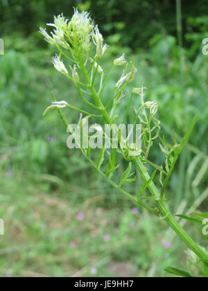 Cardamine impatiens, comunemente nota come pallido touch-me-not, è una pianta in fiore originaria del Nord America. Prospera in ambienti umidi e ombreggiati e si trova spesso vicino a ruscelli e zone umide. Foto Stock
