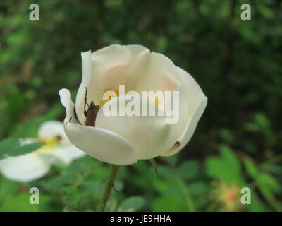 La rosa spinosissima, comunemente nota come rosa di burnet, è una specie di rosa originaria dell'Europa. Noto per i suoi rami spinosi, svolge un ruolo nel giardinaggio ornamentale e nei sistemi ecologici. Foto Stock
