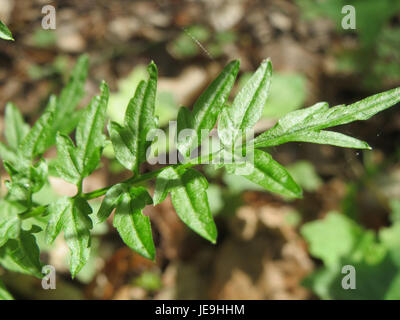 Questa immagine mostra Cardamine impatiens, comunemente conosciuta come il cress pallido, una specie vegetale originaria dell'Eurasia e comunemente presente in ambienti umidi e ombreggiati. È riconosciuto per i suoi delicati fiori bianchi e le sue foglie. Foto Stock