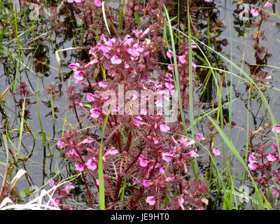 La fotografia mostra "Oude Kerkweg", che probabilmente mostra le piante della zona umida. L'immagine evidenzia le diverse specie presenti negli ecosistemi paludosi o paludosi. Foto Stock