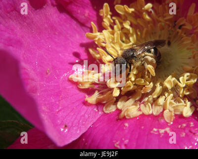 Questa immagine raffigura Rosa rugosa, comunemente conosciuta come la rosa rugosa, una specie arbustiva robusta originaria dell'Asia orientale. È caratterizzata da fiori profumati rosa o bianchi e grandi fianchi rossi luminosi. Foto Stock