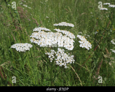 Questa immagine mostra Achillea millefolium, comunemente noto come yarrow, una pianta in fiore della famiglia delle Asteraceae. La pianta è nota per le sue proprietà medicinali e per il suo uso nei rimedi tradizionali. Foto Stock