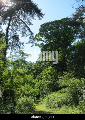 Questa immagine raffigura la Castanea sativa, comunemente conosciuta come il castagno dolce, un albero deciduo originario dell'Europa e dell'Asia, riconosciuto per le sue grandi noci commestibili e le sue foglie distintive. Foto Stock