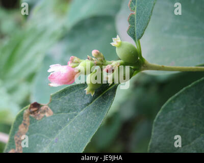 Symphoricarpos albus, comunemente noto come snowberry, è un arbusto deciduo originario del Nord America. È riconosciuta per le sue bacche bianche e la sua capacità di prosperare in vari ambienti. Foto Stock
