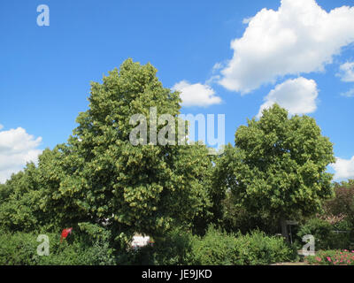 Il Tilia cordata, comunemente noto come tiglio a foglia piccola o tiglio a foglia di littlefoglia, è un albero deciduo originario dell'Europa. Questo albero è caratterizzato dalle sue foglie a forma di cuore e dai profumati fiori gialli, che attirano impollinatori come le api. Il suo legno è spesso usato nell'artigianato e nella falegnameria. Foto Stock