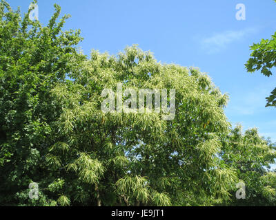 La Castanea sativa, comunemente nota come castagno dolce, è nota per le sue noci commestibili e per il ruolo significativo nelle foreste europee. È ampiamente coltivato per il suo legno e le castagne, che vengono utilizzate in vari piatti culinari. Foto Stock