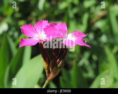 Questa immagine mostra il Dianthus carthusianorum, una specie di garofano selvatico, noto per i suoi vibranti fiori rosa e le sottili foglie simili all'erba, che si trovano tipicamente nelle regioni montuose d'Europa. Foto Stock