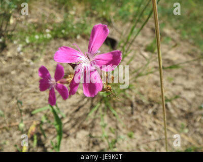 Il Dianthus carthusianorum, noto anche come rosa certosino, è un fiore perenne originario delle regioni temperate d'Europa. Presenta vivaci fiori rosa ed è spesso coltivato per scopi ornamentali nei giardini e nei paesaggi. Foto Stock