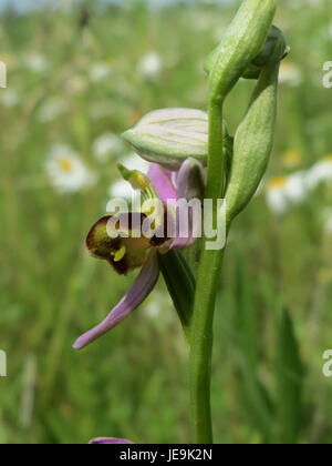 Ophrys apifera, nota anche come orchidea delle api, è una specie di pianta in fiore della famiglia delle orchidee. Conosciuta per la sua caratteristica forma floreale che ricorda un'ape, si trova nelle regioni europee e mediterranee. Foto Stock