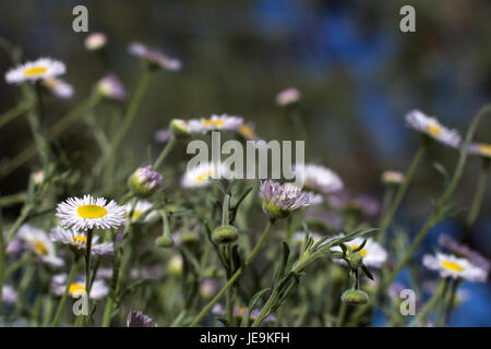 Un'esposizione vivace e densa di margherite che creano un effetto naturale "giungla", catturato nel 2014. L'immagine mostra una vista ravvicinata di numerose margherite che crescono da vicino insieme, sottolineando i loro petali bianchi e i centri gialli. Foto Stock