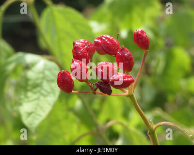 Viburnum opulus, comunemente noto come cespuglio europeo di mirtilli rossi, è un arbusto deciduo originario dell'Europa e di parti dell'Asia. È conosciuta per i suoi fiori bianchi e i frutti di bosco rossi, spesso utilizzati nel paesaggio e nella medicina tradizionale. Foto Stock