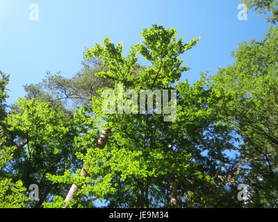 *Fagus sylvatica*, comunemente noto come faggio europeo, è un albero deciduo originario dell'Europa, noto per la sua corteccia liscia e le ampie foglie che diventano dorate in autunno. Foto Stock