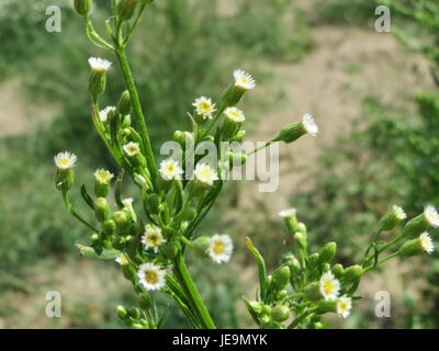 Conyza canadensis, comunemente nota come alghe equine canadesi, è una specie vegetale originaria del Nord America. Si trova spesso in terreni disturbati e può essere identificato dai suoi steli alti e sottili e dalle piccole teste di fiori simili a grappolo. È considerata un'erbaccia in molte aree a causa della sua rapida crescita e diffusione. Foto Stock