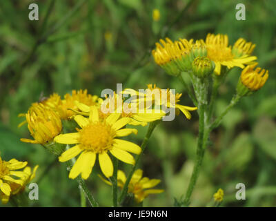 La Jacobaea vulgaris, comunemente nota come ragwort, è una pianta perenne originaria dell'Europa e dell'Asia. Si trova spesso nei prati, ai fianchi delle strade e nei pascoli, con fiori gialli che sono noti per essere tossici per il bestiame. Foto Stock