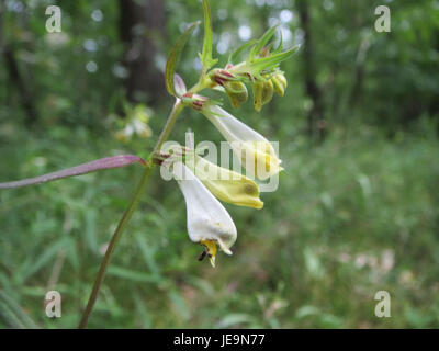 La fotografia del 4 luglio 2014 mostra Melampyrum pratense, comunemente noto come il sonaglio giallo. Questo fiore selvatico si trova in Europa e in Asia ed è caratterizzato dai suoi fiori gialli, tubolari e dall'abitudine di crescita parassitaria sulle erbe. Foto Stock
