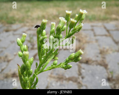 Conyza canadensis, comunemente nota come alghe equine canadesi, è una specie di erbacce a rapida crescita originaria del Nord America. Questa pianta si trova spesso in aree disturbate ed è nota per la sua capacità di adattarsi a vari ambienti. Foto Stock