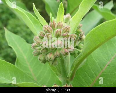 L'Asclepias syriaca, nota anche come alghe comuni, è una pianta nativa del Nord America. È riconosciuta per i suoi grandi ammassi di fiori rosa e per la sua importanza nel sostenere impollinatori come api e farfalle. Foto Stock