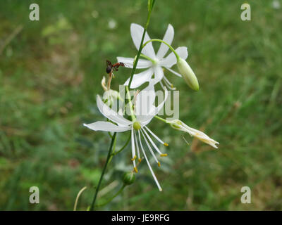 Bulbo Di Stella Di Betlemme AGRONOM - Fiori Bianchi, Perenni, Per Aiuole E Vasi, Confezione Da 1 - Foto 4