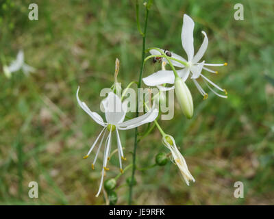Questa fotografia del 3 agosto 2014 mostra l'Anthericum ramosum, una specie di pianta in fiore, comunemente nota come giglio di San Bernardo, caratterizzata da fiori bianchi e fogliame verde. Foto Stock