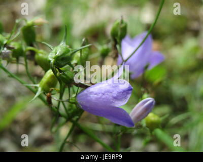 Questa immagine raffigura Campanula rotundifolia, comunemente nota come harebell. È una specie di fiori di campanello originaria dell'Europa e del Nord America, caratterizzata da fiori delicati a forma di campana e steli sottili. Foto Stock