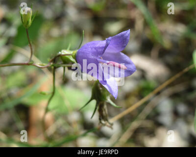 Campanula rotundifolia, comunemente nota come Harebell, è un fiore selvatico originario dell'Europa, osservato nella regione come parte di studi botanici locali, noto per i suoi delicati fiori blu. Foto Stock