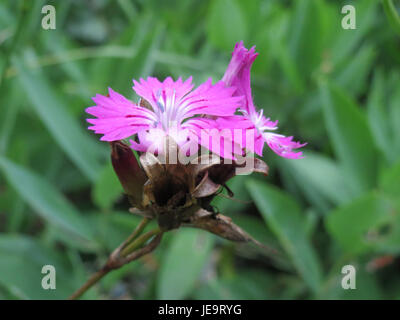 Il Dianthus carthusianorum, noto anche come il rosa certosino, è una pianta perenne presente in Europa. L'immagine mostra la pianta in fiore con i suoi caratteristici fiori rosa. Foto Stock
